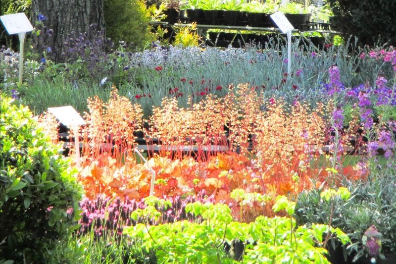 Specialist plant fairs and open gardens beckon