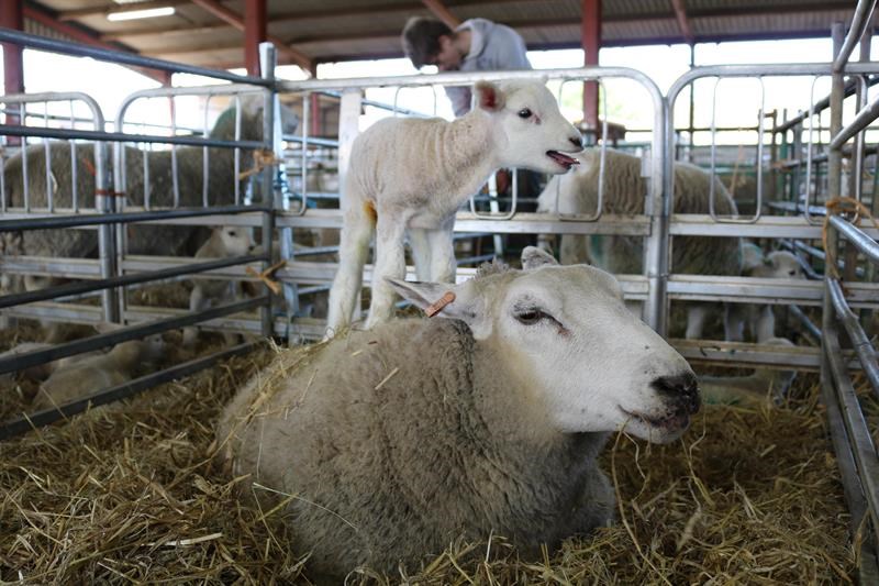 Ewe and lamb at Lackham Campus, Wiltshire College