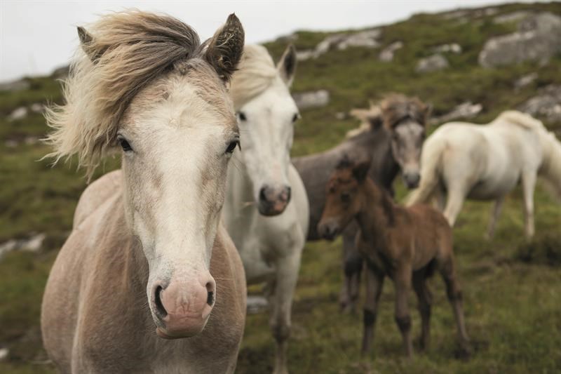 Rare Breeds: Eriskay Pony