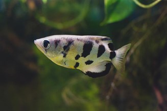 The archerfish is a formidable hunter